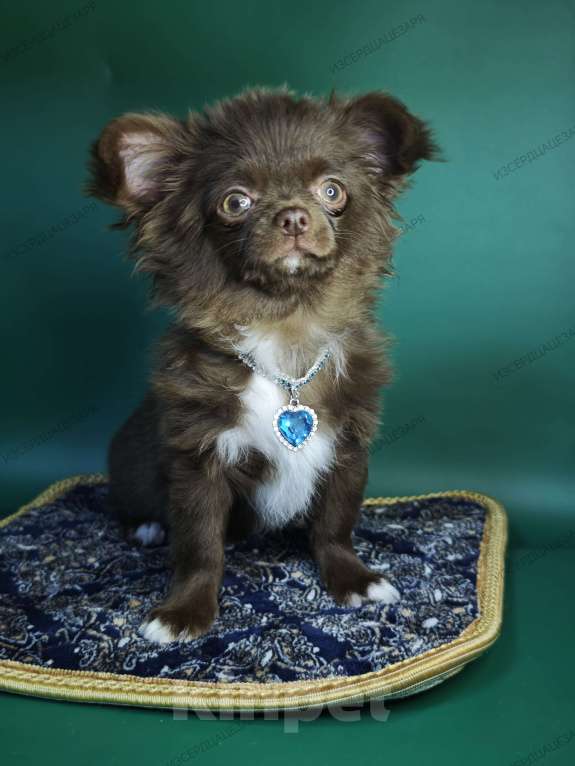 Собаки в Москве: Шоколадный мальчик Мальчик, Бесплатно - фото 4