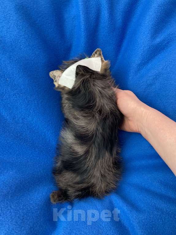 Собаки в Москве: Мерле йорк мальчик стандарт игривый Мальчик, 50 000 руб. - фото 5