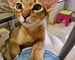 Кошки в Краснодаре: Абиссинские котята Девочка, 30 000 руб. - фото 1
