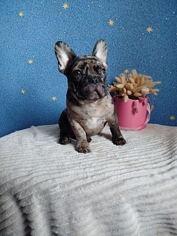 Французский бульдог