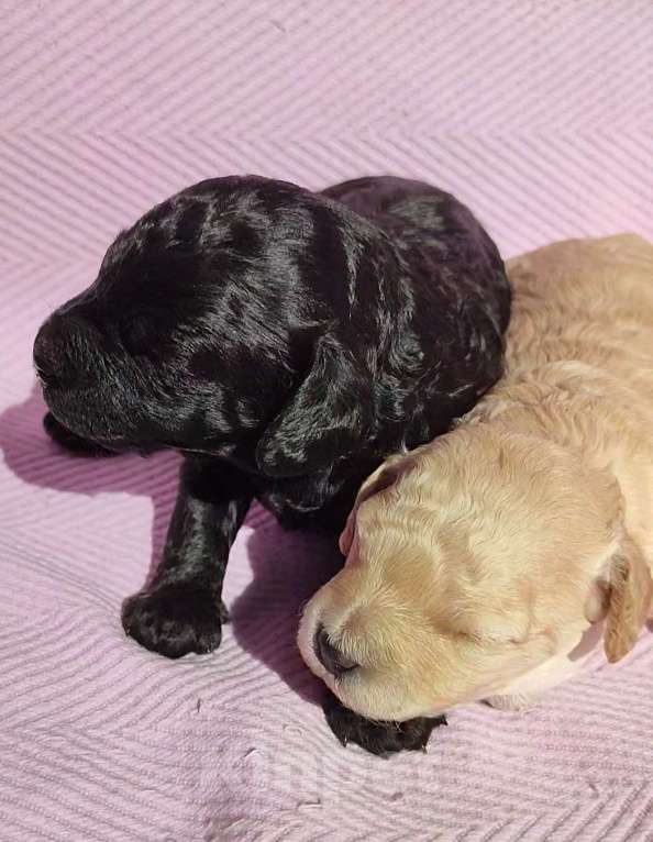 Собаки в Новомосковске: Щенки той /миниатюрный пудель Мальчик, 45 000 руб. - фото 2