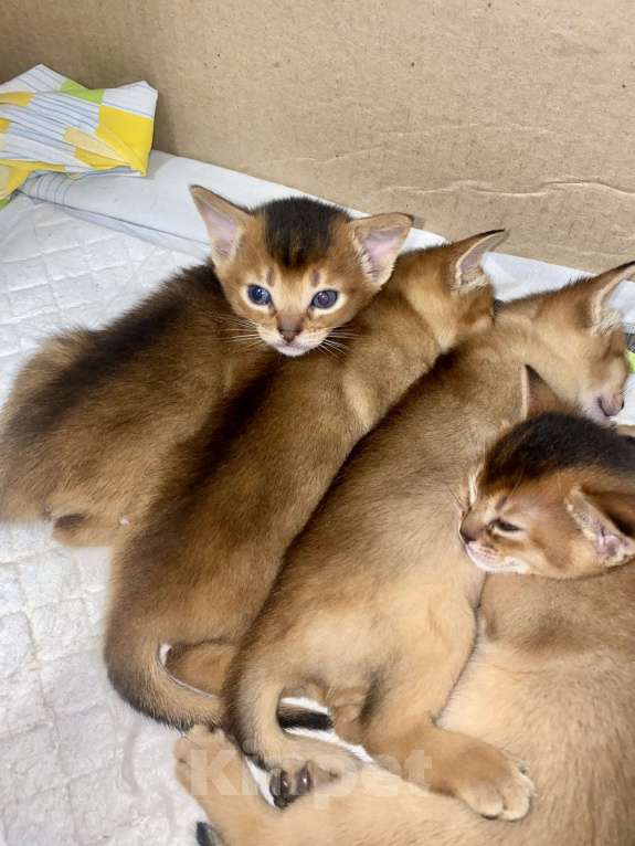 Кошки в Нижневартовске: Чистокровные абиссинские котята  Девочка, 25 000 руб. - фото 5