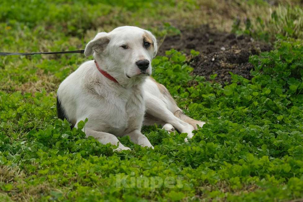 Собаки в Москве: Спотти Мальчик, Бесплатно - фото 3