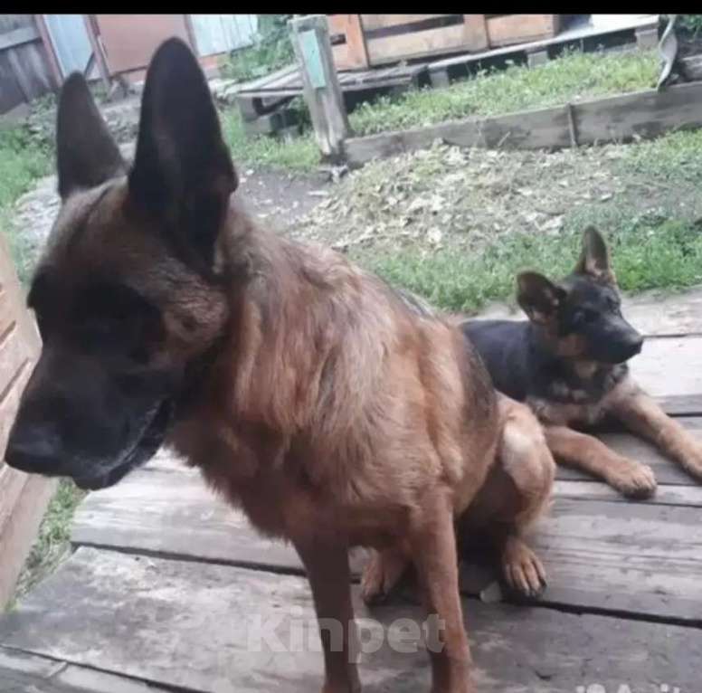 Собаки в Екатеринбурге: Продажа Девочка, 15 000 руб. - фото 5