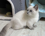 Кошки в Москве: Манчкин Девочка, 70 000 руб. - фото 3