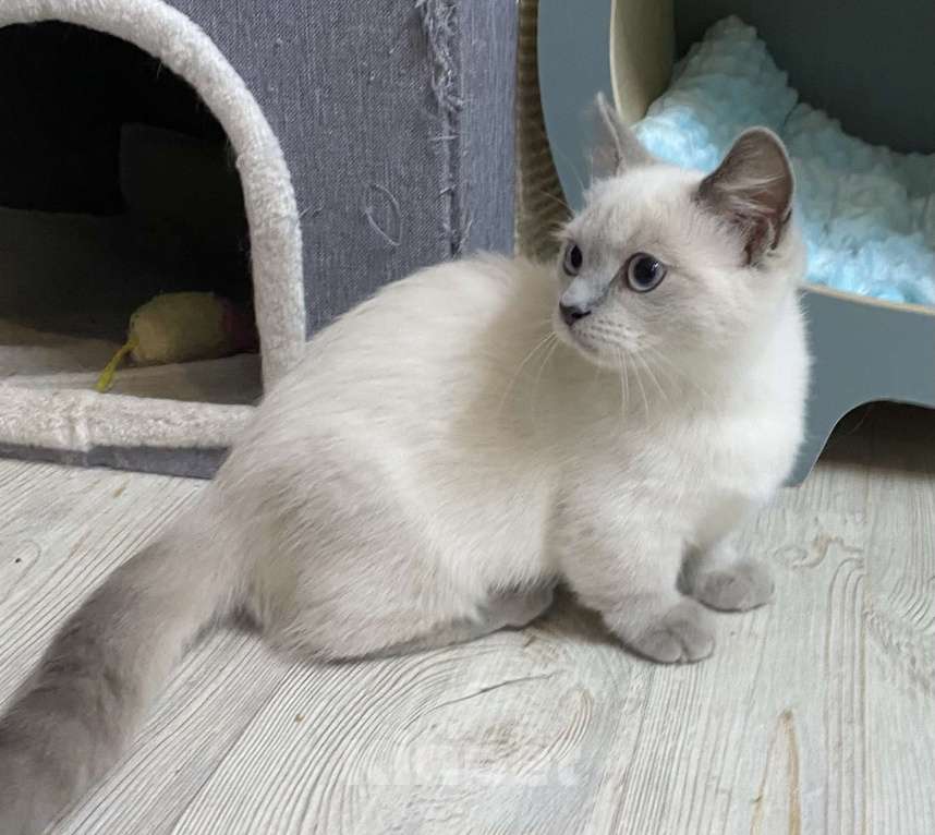 Кошки в Москве: Манчкин Девочка, 70 000 руб. - фото 3