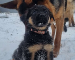 Собаки в других городах Московской области: Щенок немецкой овчарки Девочка, 20 000 руб. - фото 1