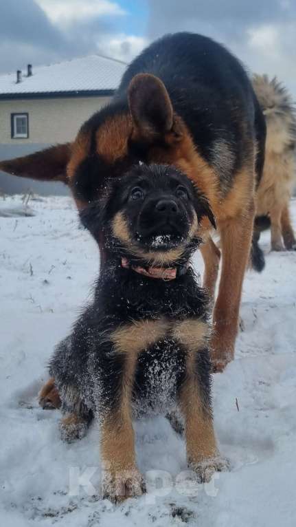Собаки в других городах Московской области: Щенок немецкой овчарки Девочка, 20 000 руб. - фото 1