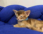 Кошки в Липецке: Продается абиссинский котенок  Мальчик, 60 000 руб. - фото 3