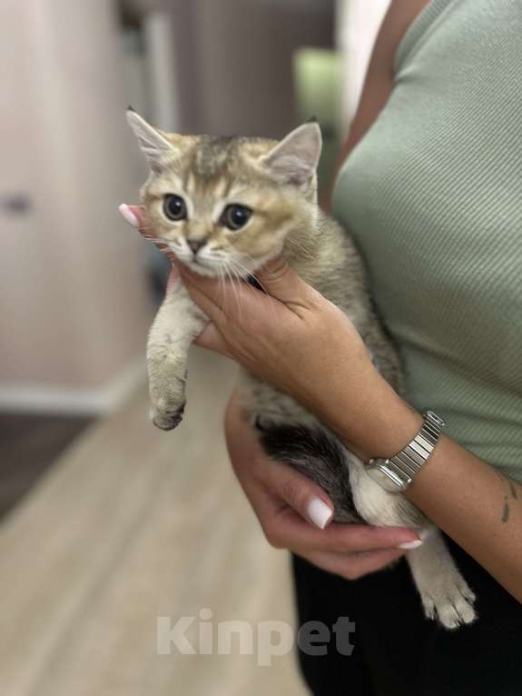 Кошки в Краснодаре: Шотландская золотая шиншилла  Девочка, 15 000 руб. - фото 4