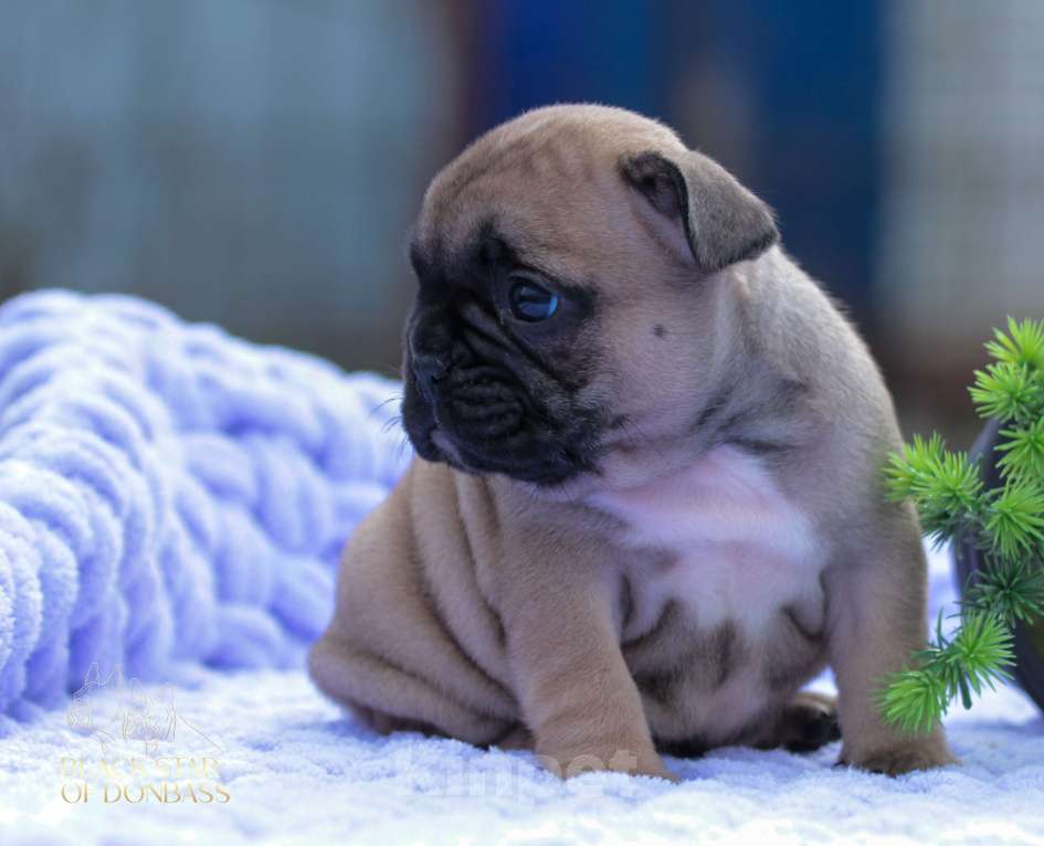 Собаки в Ртищево: Щенки французского бульдога Девочка, 100 000 руб. - фото 5