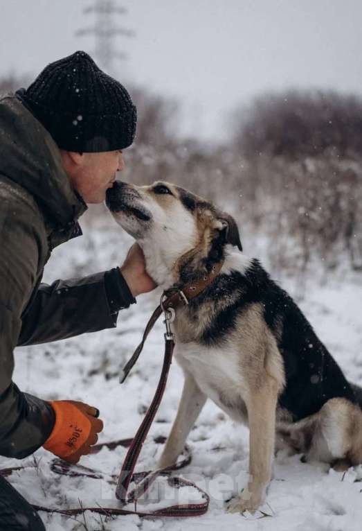 Собаки в Москве: Собака в добрые руки Девочка, Бесплатно - фото 4