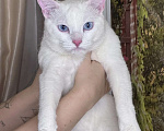 Кошки в Раменском: Ищет дом белоснежный кот по кличке Кай Мальчик, Бесплатно - фото 7