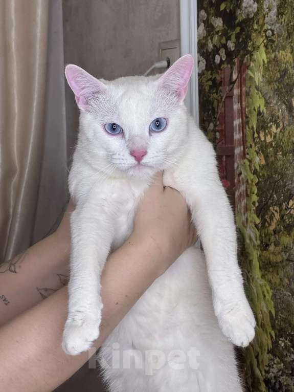 Кошки в Раменском: Ищет дом белоснежный кот по кличке Кай Мальчик, Бесплатно - фото 7