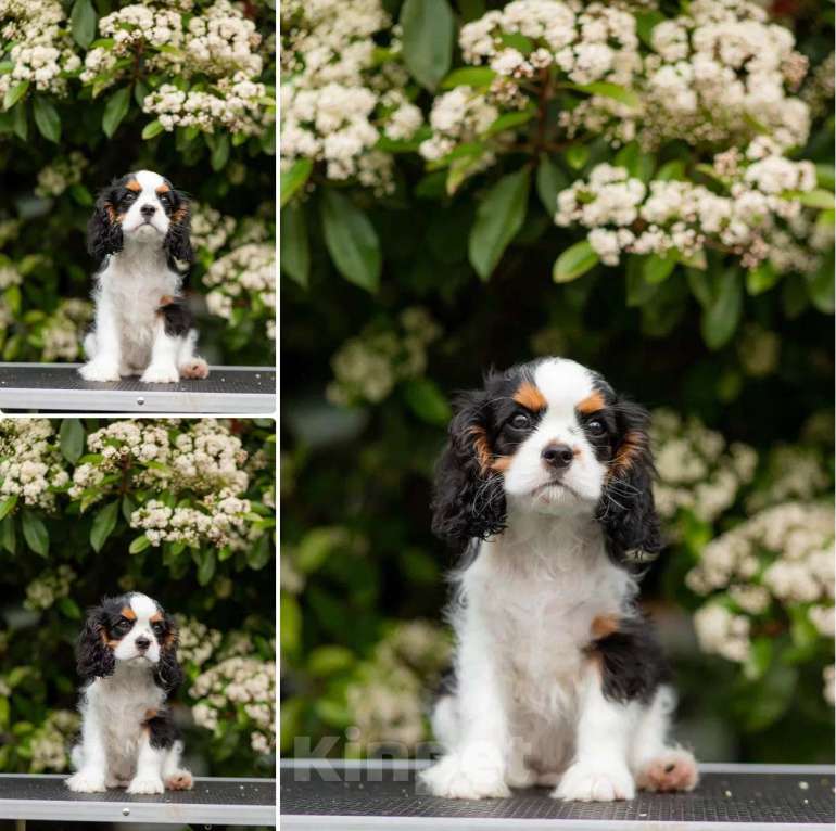 Собаки в других городах Краснодарского края: Кавалер Кинг Чарльз  Мальчик, 90 000 руб. - фото 3