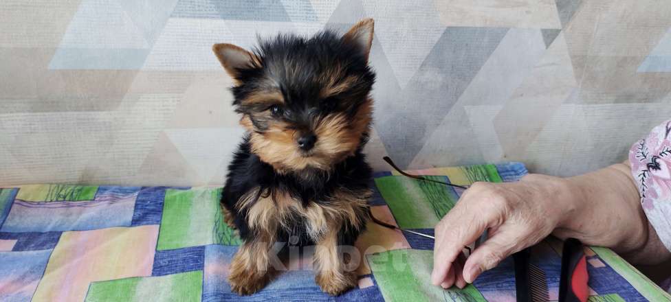 Собаки в Москве: Йоркширский терьер щенки Девочка, 45 000 руб. - фото 2