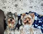 Собаки в других городах Тверской области: Милые Йорки Девочка, 30 000 руб. - фото 4