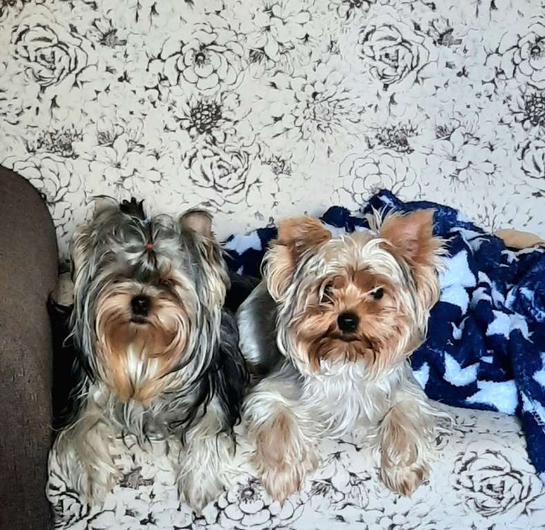 Собаки в других городах Тверской области: Милые Йорки Девочка, 30 000 руб. - фото 4