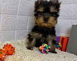 Собаки в Москве: продаётся щенок йоркширского  терьера  Мальчик, 48 000 руб. - фото 1