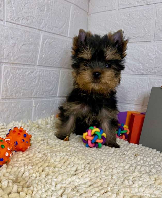 Собаки в Москве: продаётся щенок йоркширского  терьера  Мальчик, 48 000 руб. - фото 1