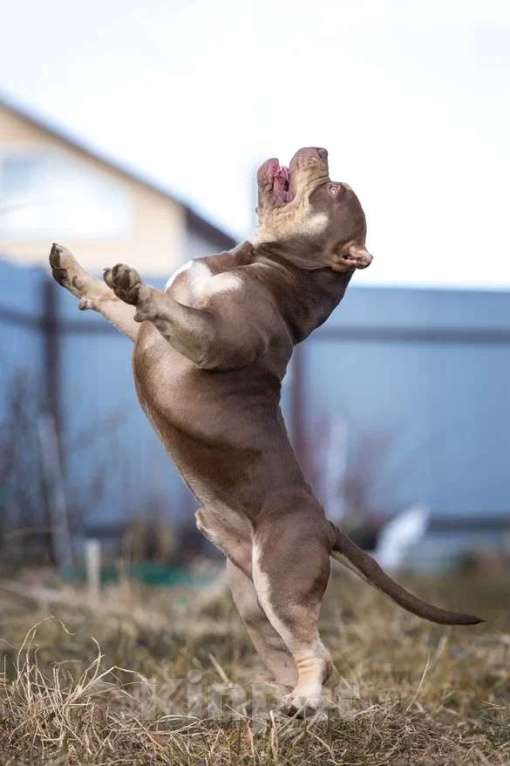 Собаки в Всеволожске: Кобель Американский булли шоколадный триколор Мальчик, 50 000 руб. - фото 4