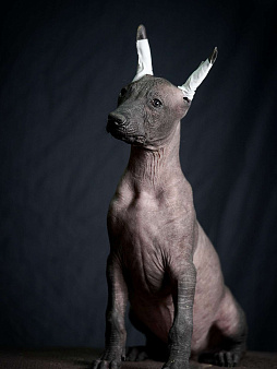 Ксолоитцкуинтли стандартного размера 