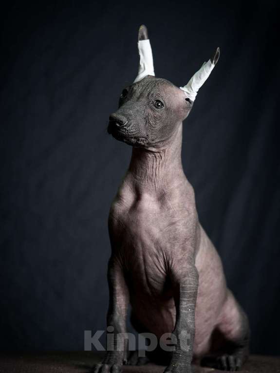 Собаки в Москве: Ксолоитцкуинтли стандартного размера  Девочка, Бесплатно - фото 1