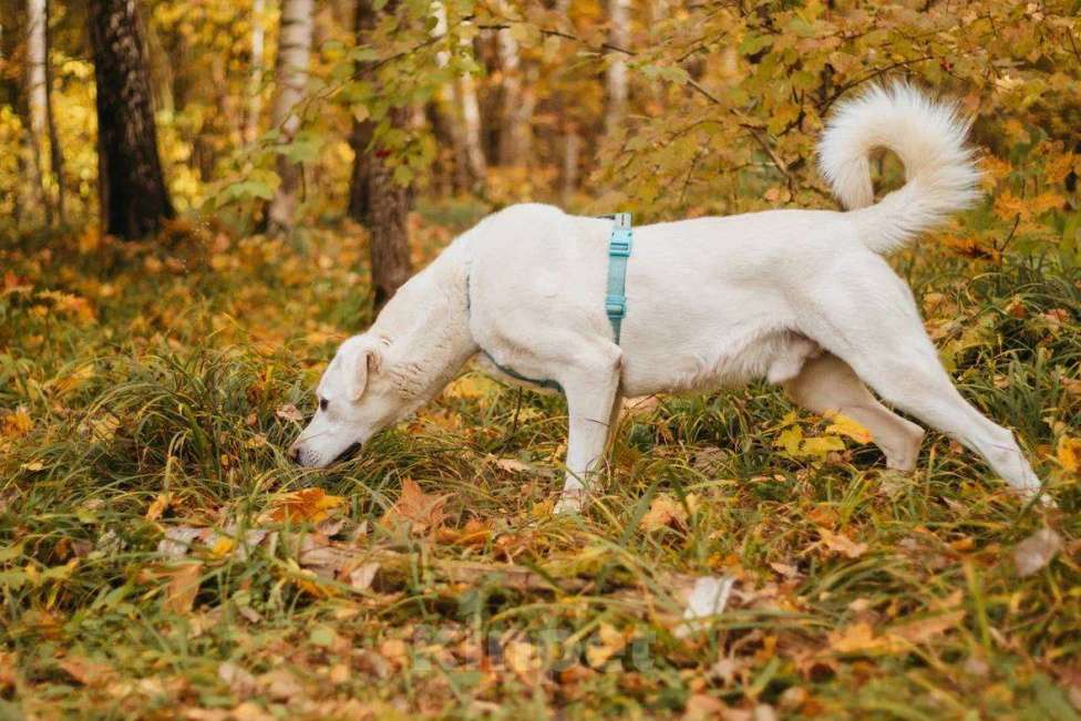 Собаки в Москве: Сахарок ищет дом Мальчик, Бесплатно - фото 5