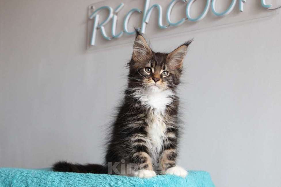 Кошки в Екатеринбурге: Котенок мейнкун из питомника РИЧКУН Мальчик, 45 000 руб. - фото 5