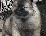 Собаки в Москве: Сука немецкого вольфшпиц кеесхонд Девочка, 100 000 руб. - фото 7