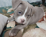 Собаки в других городах Ростовской области: Американский булли  Мальчик, 90 000 руб. - фото 4