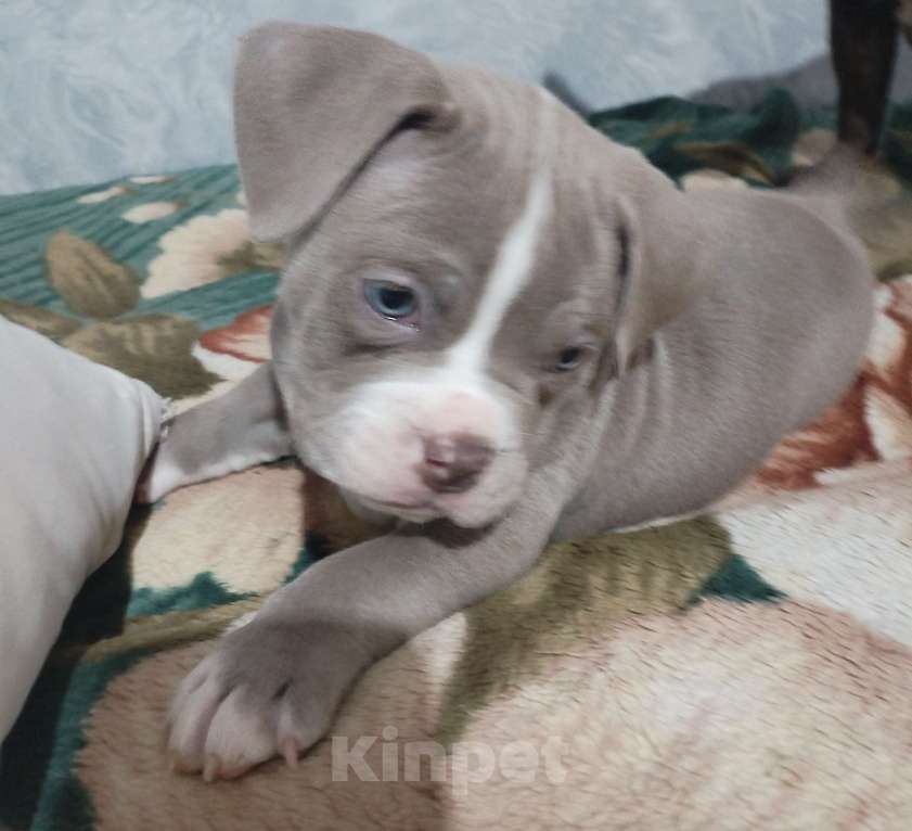 Собаки в других городах Ростовской области: Американский булли  Мальчик, 90 000 руб. - фото 4