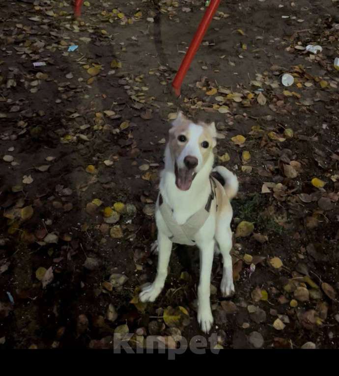 Собаки в Саратове: Отдам в добрые руки Девочка, Бесплатно - фото 2