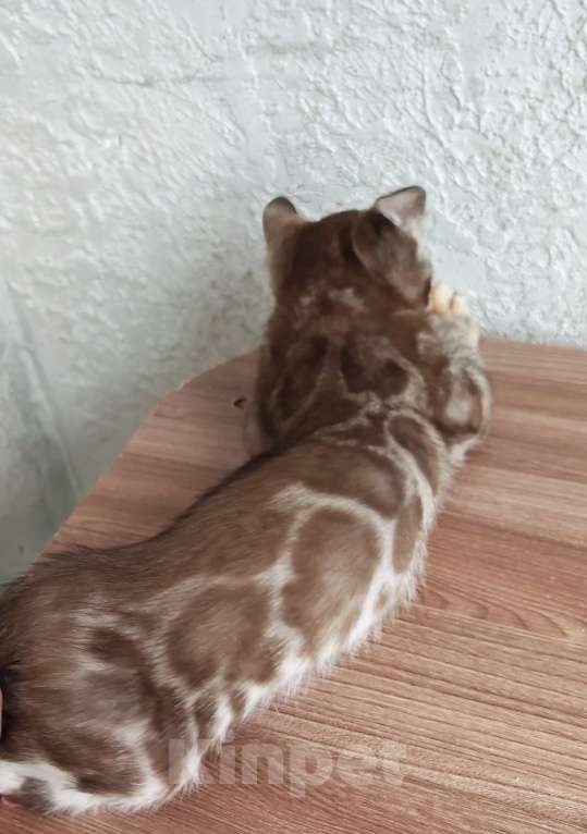 Кошки в Краснодаре: Очень красивый мальчик угольная сепия Мальчик, Бесплатно - фото 2