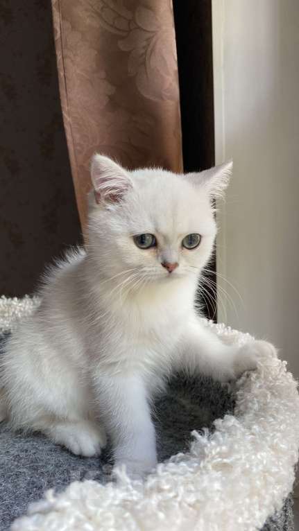 Кошки в Красногорске: Британская серебристая шиншилла  Девочка, 35 000 руб. - фото 3