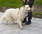 Собаки в Колпино: Белый медведь Самсон, изумительный домашний пес в добрые руки Мальчик, 10 руб. - фото 2