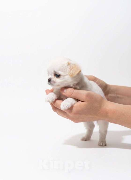 Собаки в Москве: Кукольный малыш Мальчик, 65 000 руб. - фото 3