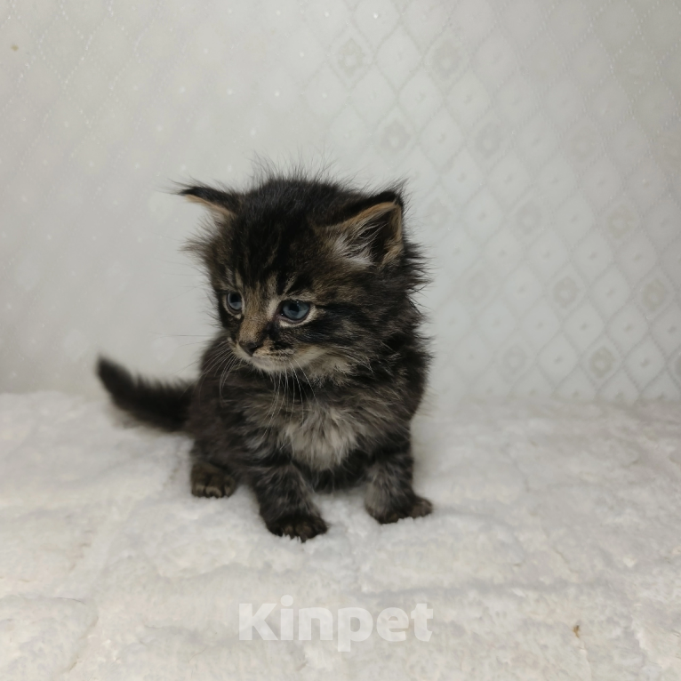Кошки в Санкт-Петербурге: Кузя котенок Мальчик, Бесплатно - фото 10