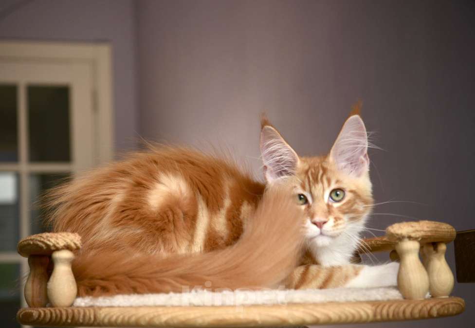 Кошки в Краснодаре: Мейн-кун мальчик  Мальчик, 70 000 руб. - фото 4