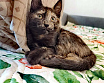 Кошки в Одинцово: котенок в добрые руки  Девочка, Бесплатно - фото 2