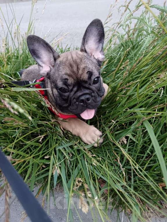 Собаки в других городах Московской области: Продам щенка французского бульдога  Девочка, 25 000 руб. - фото 2