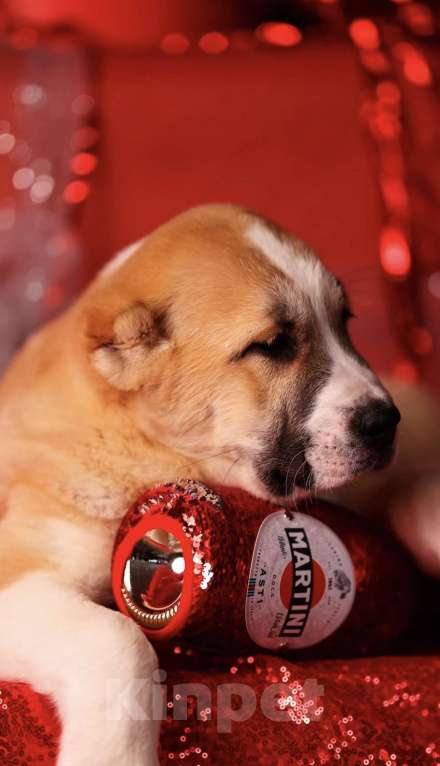 Собаки в Москве: Щенок алабая идеальный  Мальчик, Бесплатно - фото 4