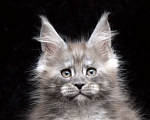 Кошки в Видном: Ласковый мальчишка мейн-кун  Мальчик, 95 000 руб. - фото 2