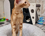 Кошки в Подольске: Яркое солнышко Мальчик, 65 000 руб. - фото 9