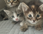 Кошки в Нижнем Новгороде: Котята Разнополые, Бесплатно - фото 2
