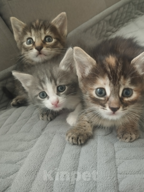 Кошки в Нижнем Новгороде: Котята Разнополые, Бесплатно - фото 2