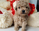 Собаки в Брянске: той пудель Мальчик, 72 000 руб. - фото 1