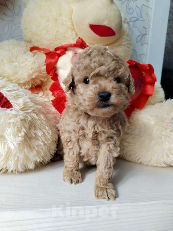 Собаки в Брянске: той пудель Мальчик, 72 000 руб. - фото 1