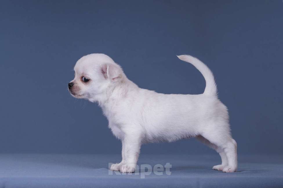 Собаки в Люберцах: Чихуахуа щенки Девочка, 64 000 руб. - фото 4