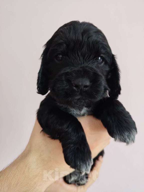 Собаки в других городах Башкортостана: Продаётся Девочка, 20 000 руб. - фото 2